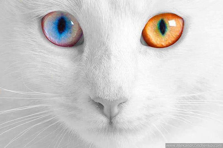 Amazing eyes.jpg