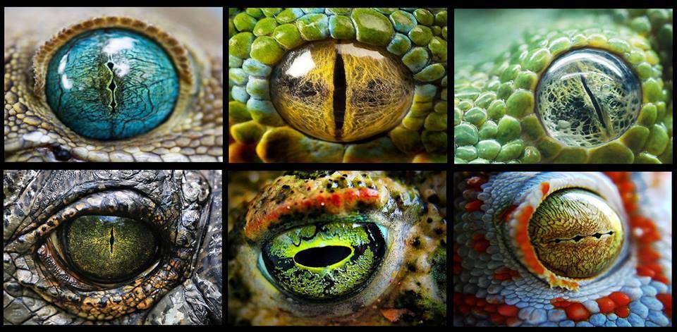 Amazing eyes of different animals.jpg