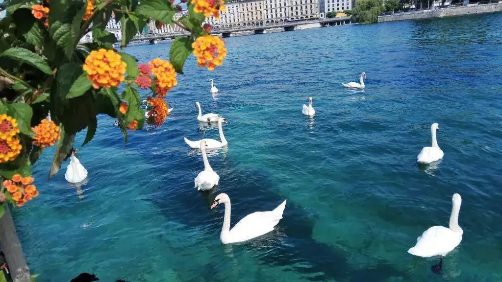 anecs i flors.webp