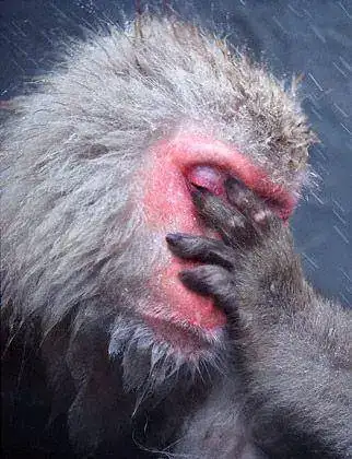 animales_tristes_Jll_wide.webp