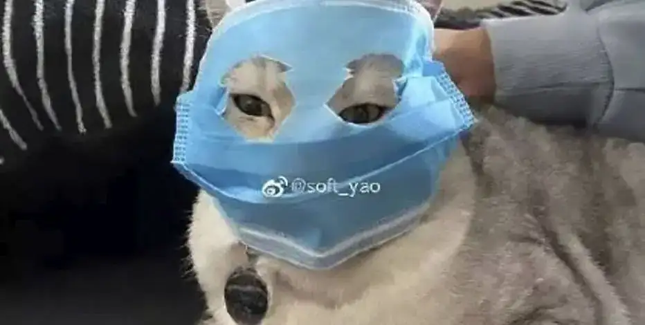 Animals-Face-Mask-ASIAWIRE-1.jpg