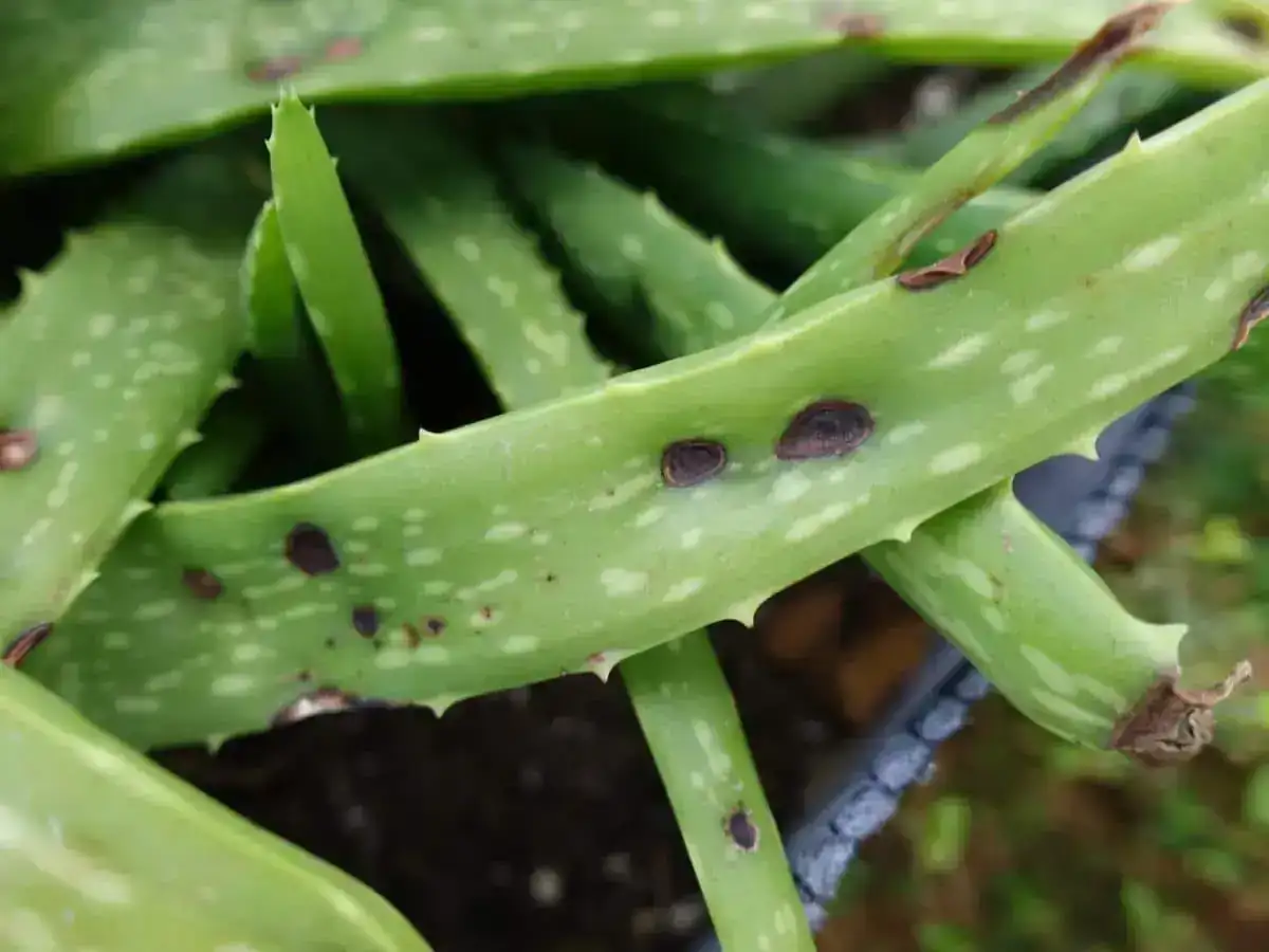 antracnosis-en-aloe-vera.jpg