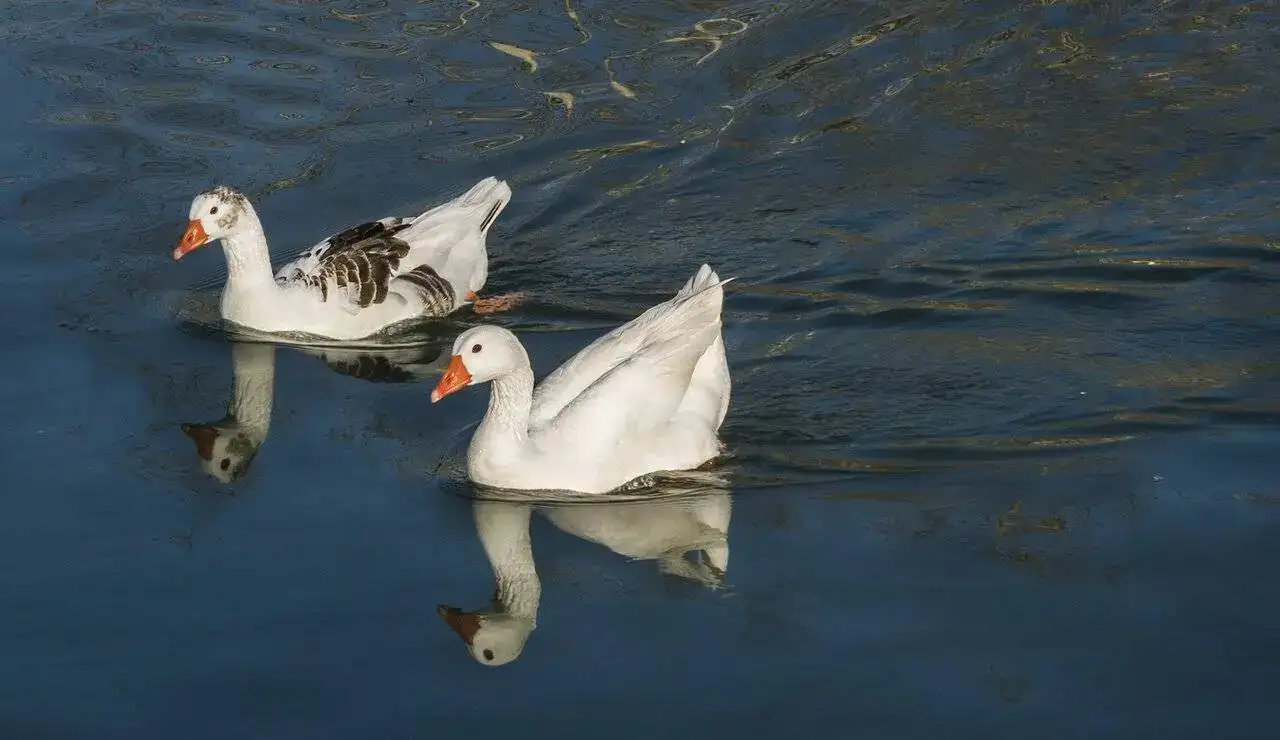 Aranjuez 3.webp