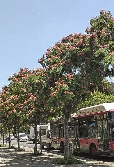 Arbol de la seda 1.webp