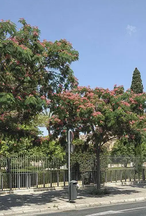 Arbol de la seda 2.webp