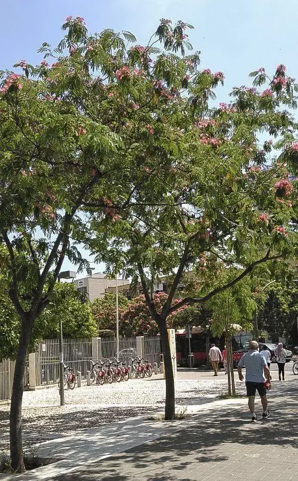 Arbol de la seda.webp