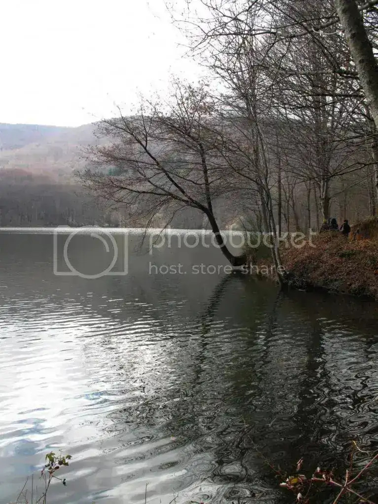 arbre1_1159x1546_zpse5793b6f.webp