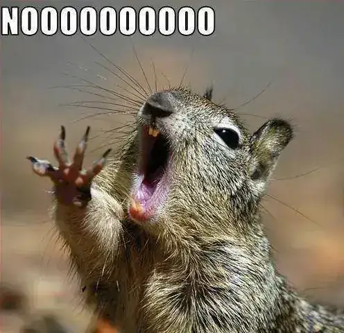 Ardilla+noooooo.webp