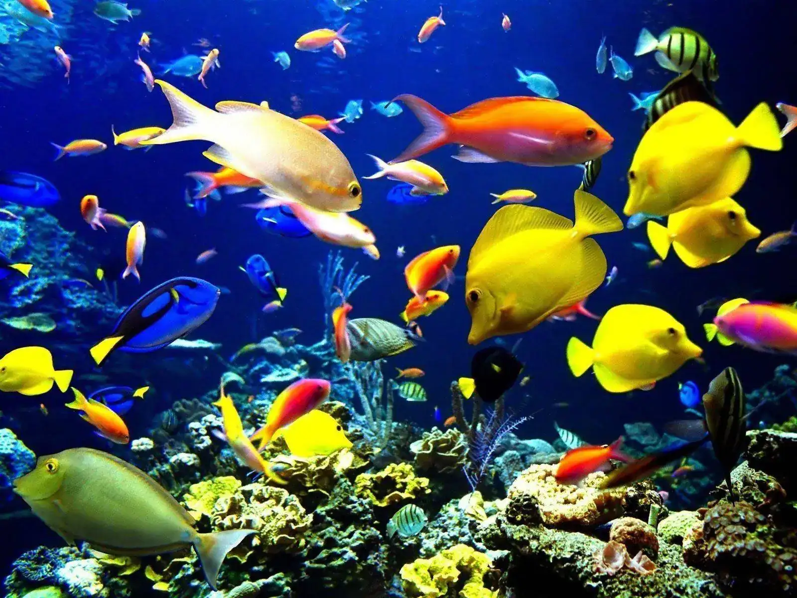Arrecife_coral.webp