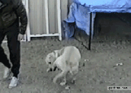 B30.gif