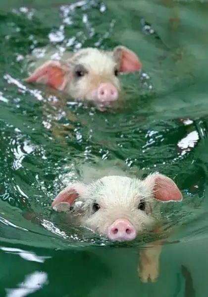 b3b61b14cae9f372832fe--keep-swimming-swimming-pigs.webp