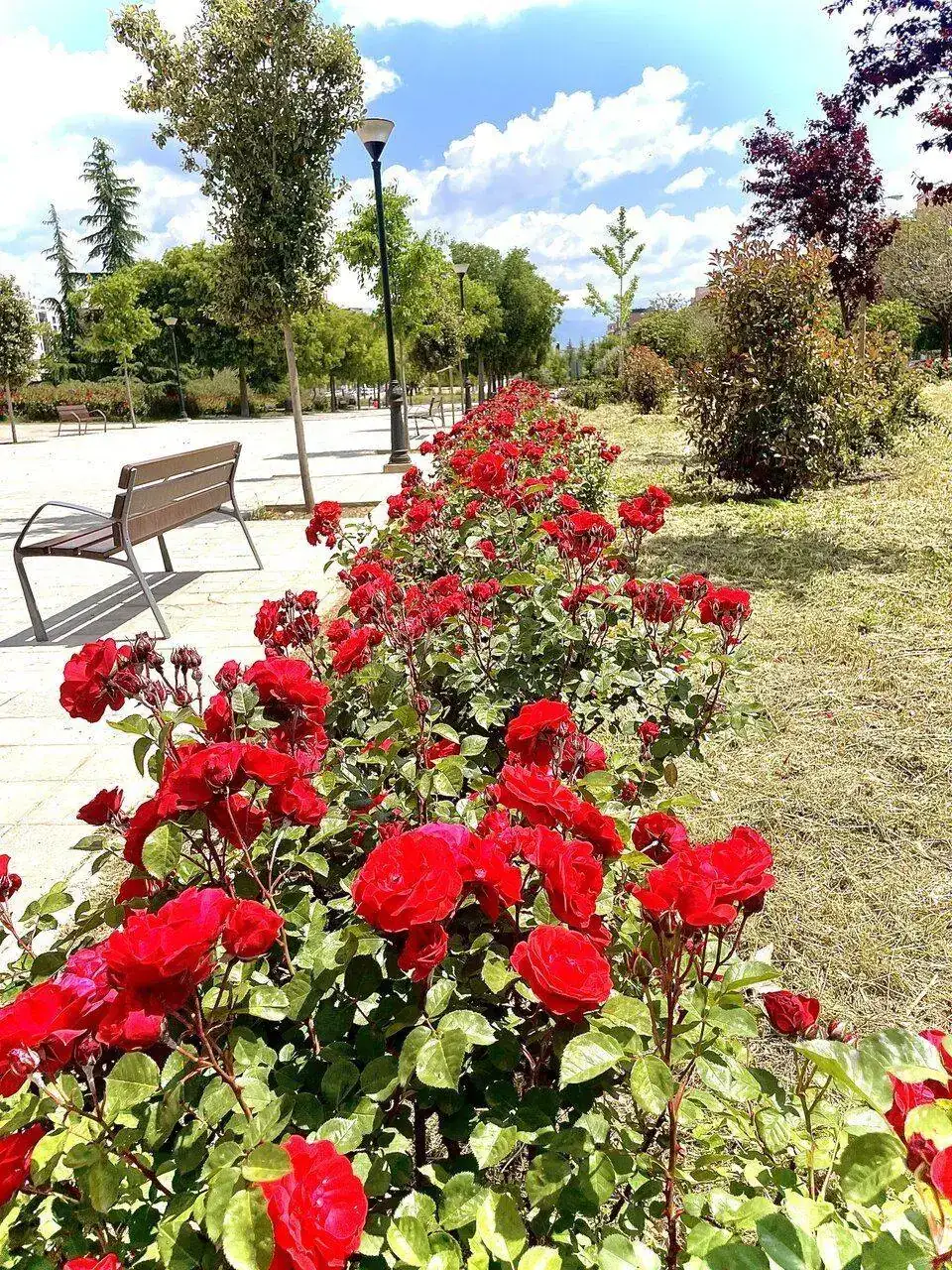 BD528387-70D8-4B44-9168-C75E0AC7AA55.webp