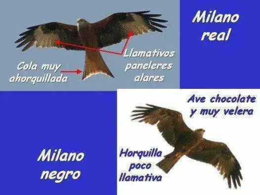 bd7de4a5d7cc1fde0a159b58a49a14f7.webp