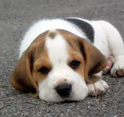 beagle-pet-dog2.webp