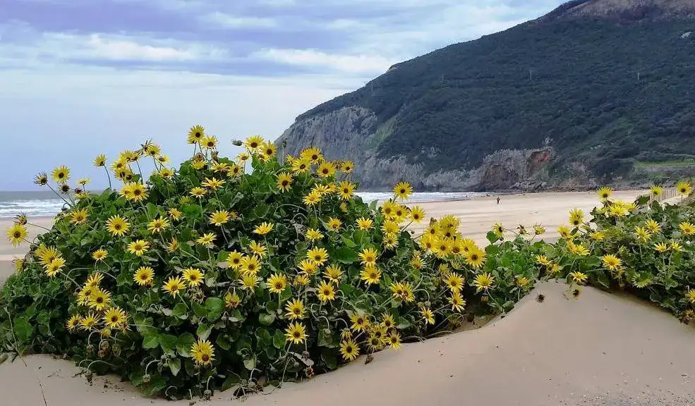 berria.webp