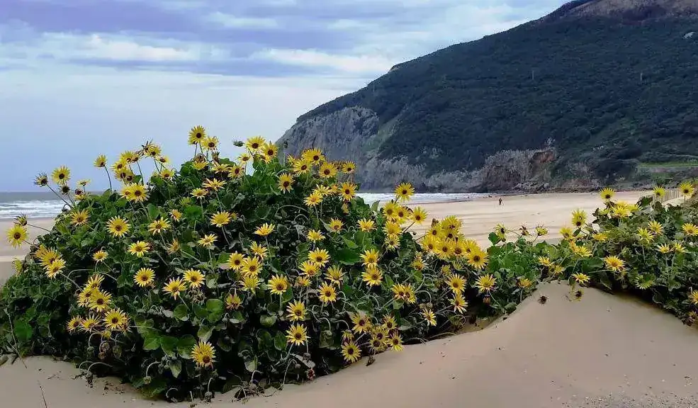 berria.webp
