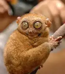 bicho asustado.webp