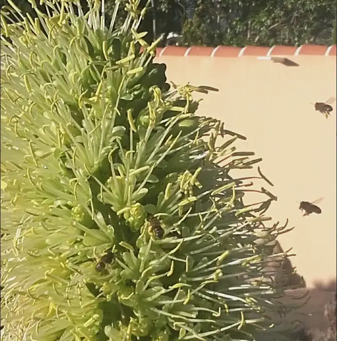 Bienen-eins.webp