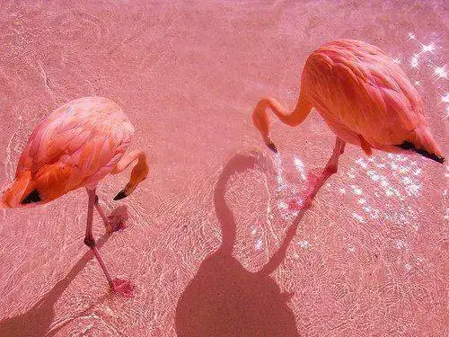 birds-flamenco-flamingo-flamingos-Favim.com-213656.webp