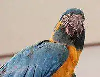 -Blue-throated_Macaw_Ara_glaucogularis_Head_2200px.webp