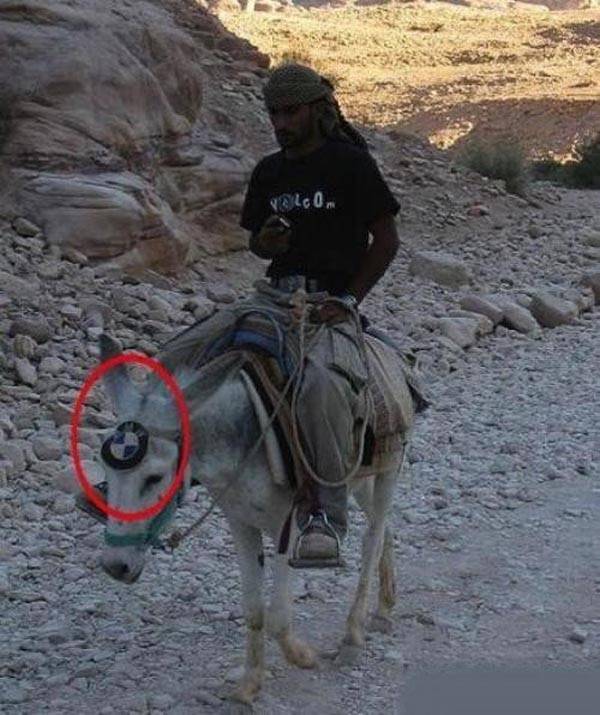 BMW-donkey.jpg