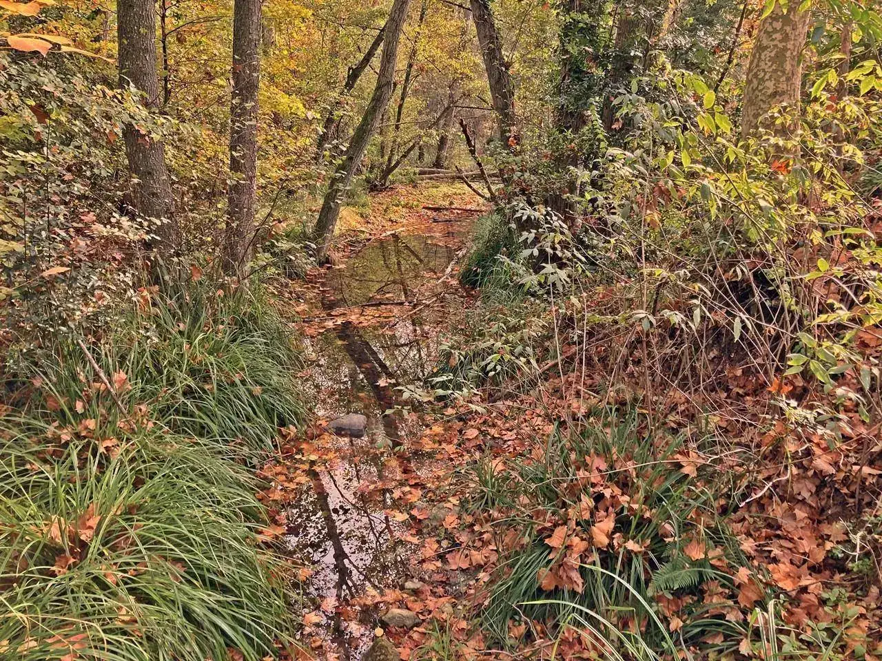 Bosque-2.JPG