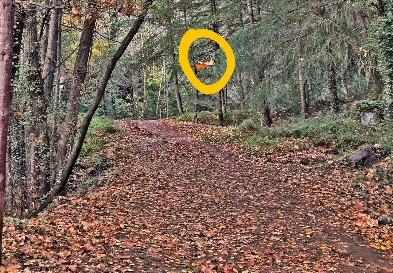 Bosque~2.webp