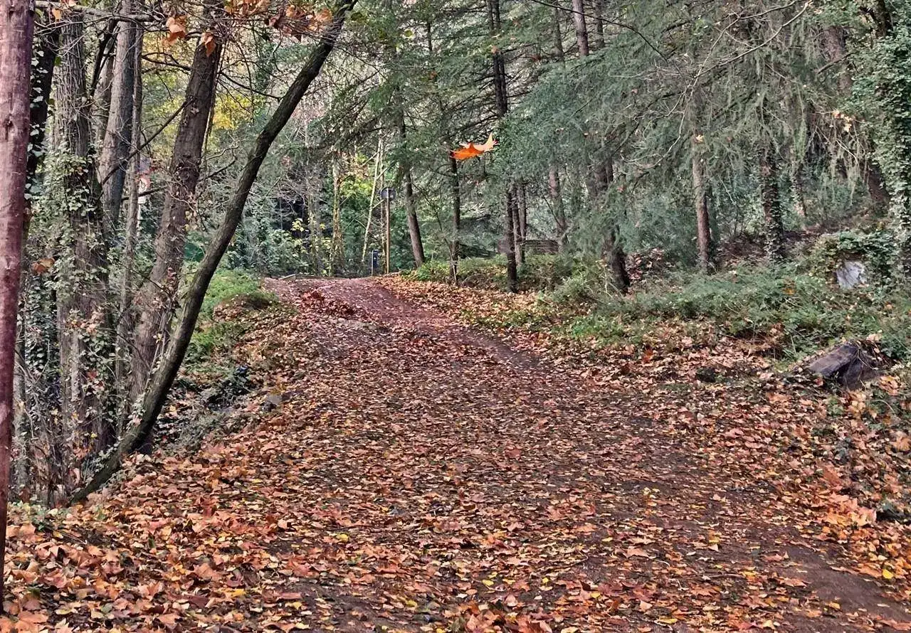 Bosque.JPG