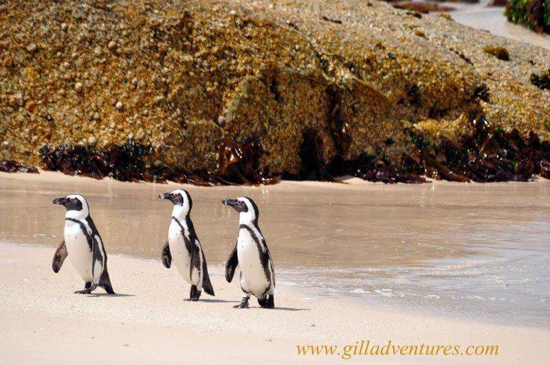 Boulders-Beach-penguins-5.jpg