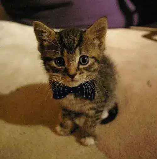 bow-tie-kitten.webp