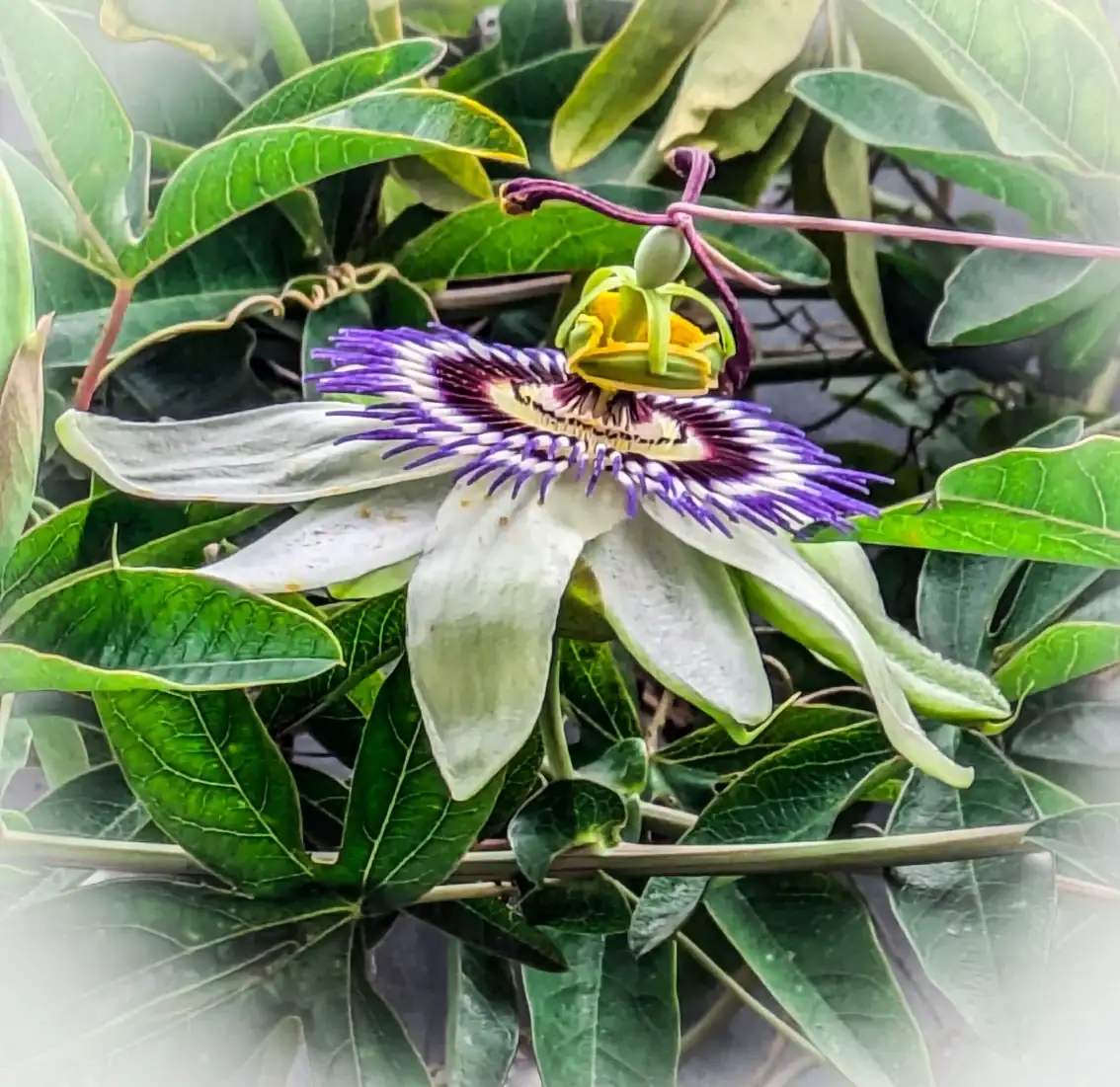 bRnerui.webp