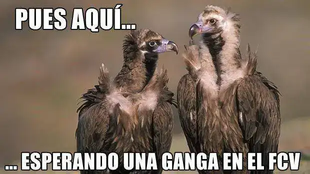 BUITRE-NEGRO--620x349.webp