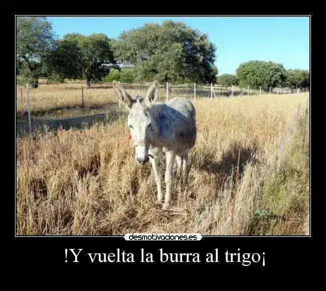burra.webp
