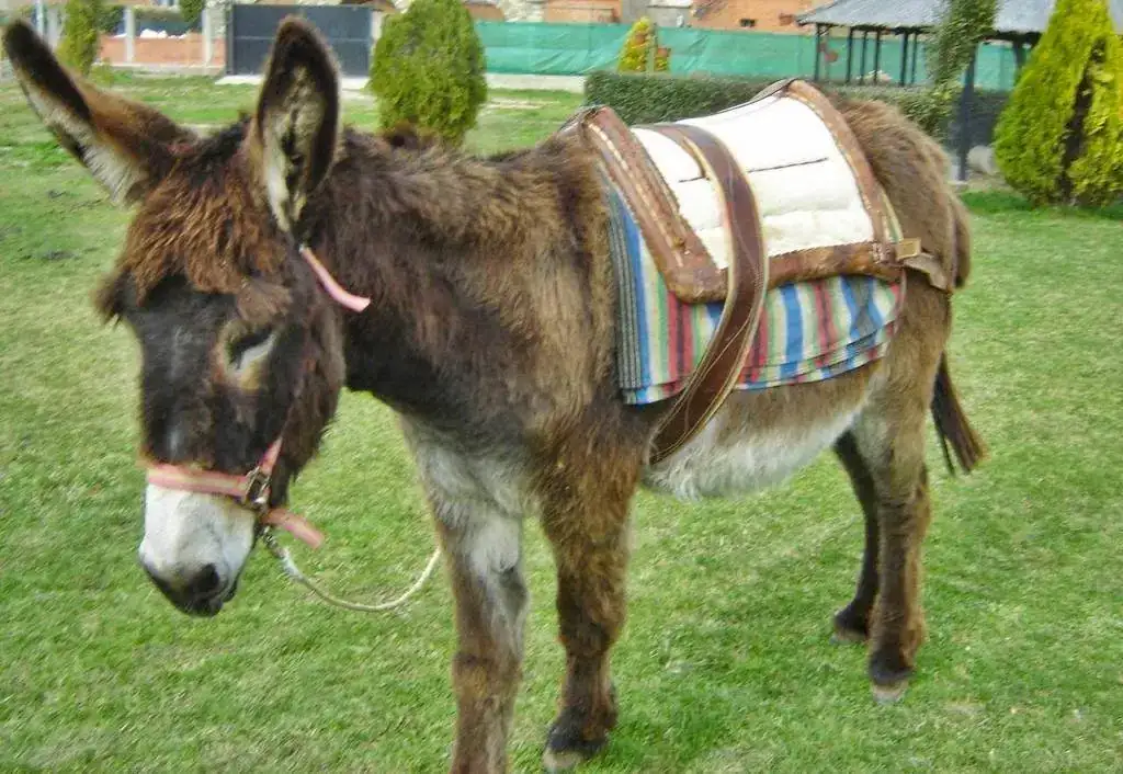 Burro-Imagen-01.webp