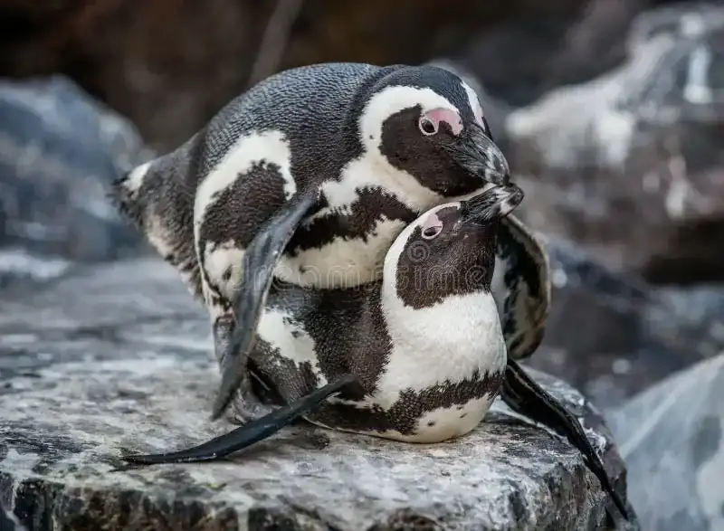 cópula-de-pingüinos-africanos-77331543.webp
