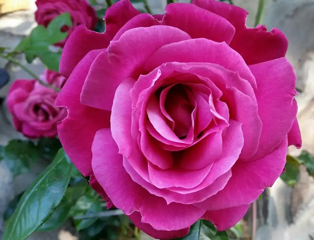 c3fa0ec3c074af168553e2bdc8feb14a.webp