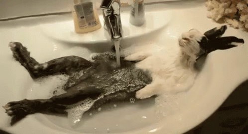 C887344A-2C8F-4EB9-822D-04BA7CA5BC6D.gif