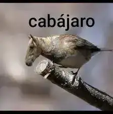 cabajaro.webp