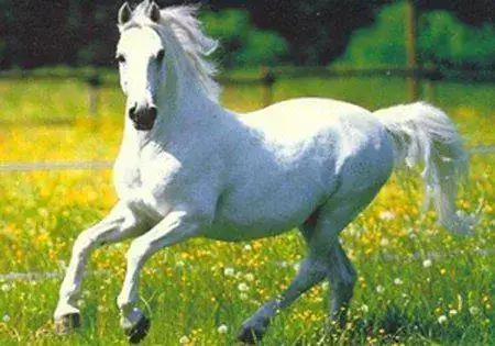 caballo-blanco.webp