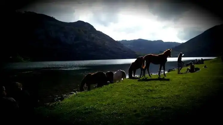 caballos enol.webp