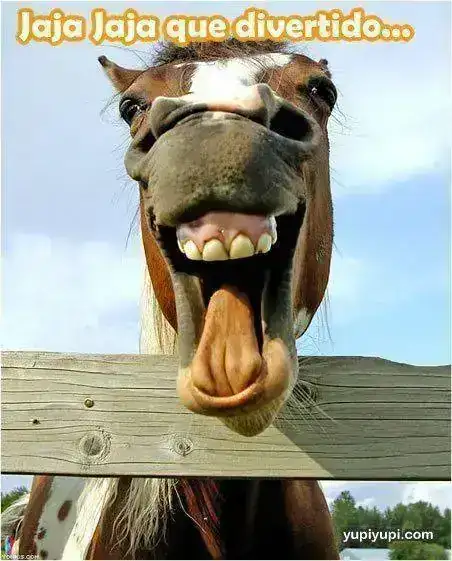 caballos-riendose.webp