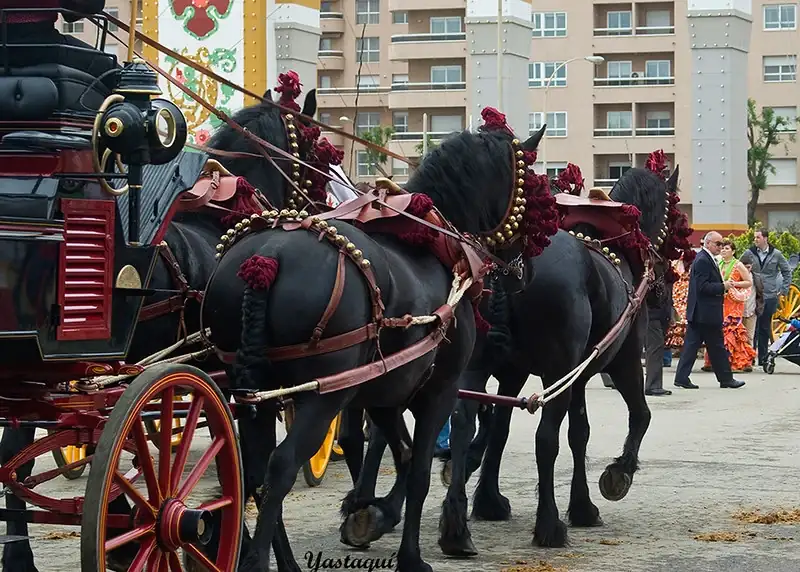 Caballos.webp