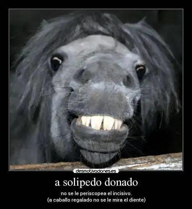 caballosonriente.webp