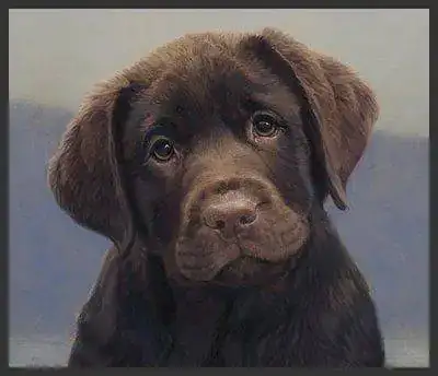 cachorro-triste.webp