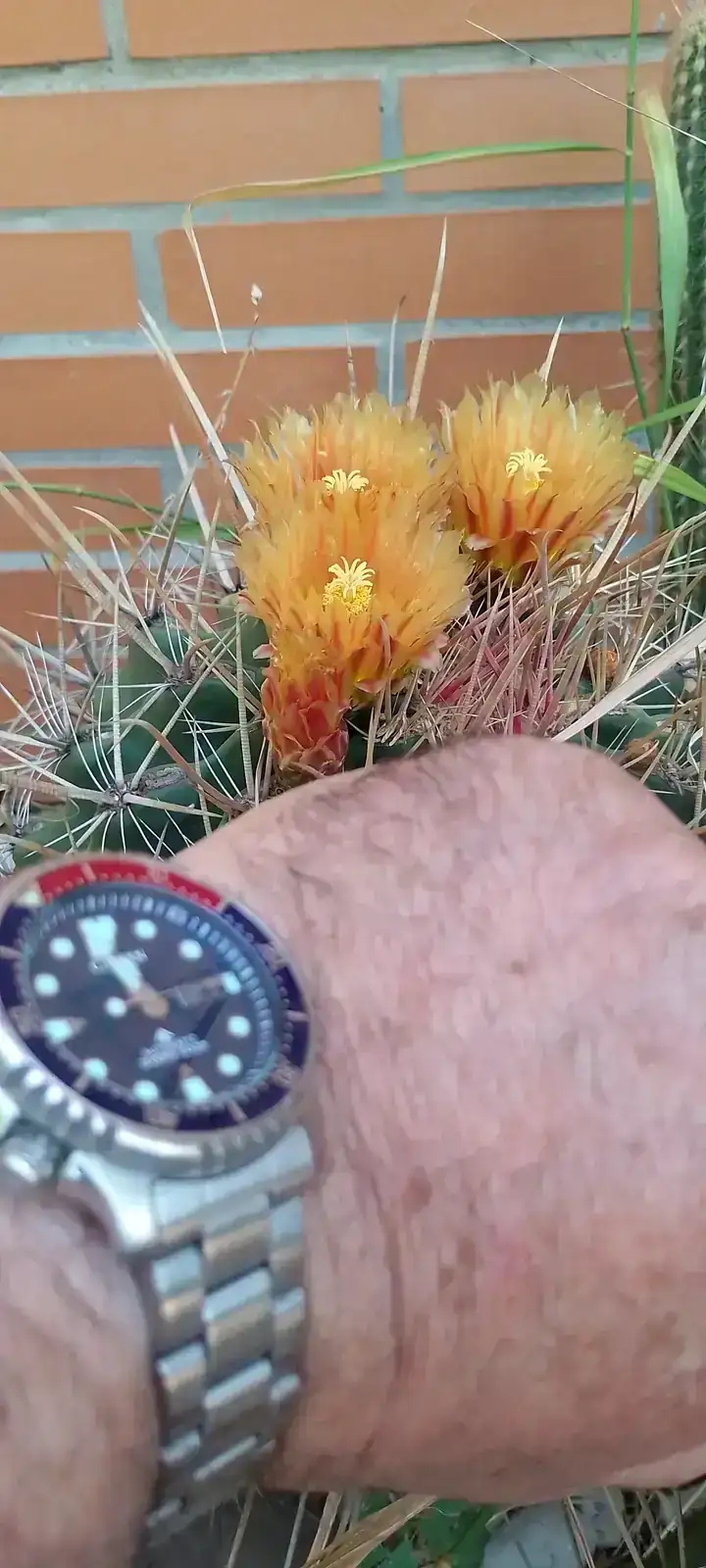 cactus.webp