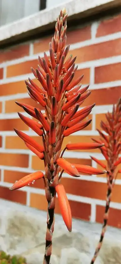 cactus.webp