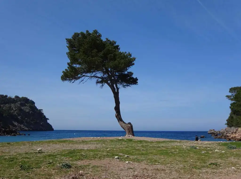 Cala Tuent _ Mallorca.webp