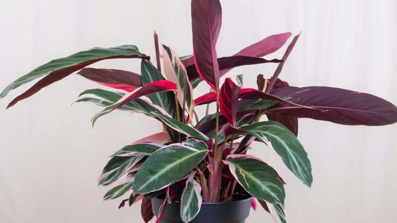 calathea-roseopicta-significado.webp