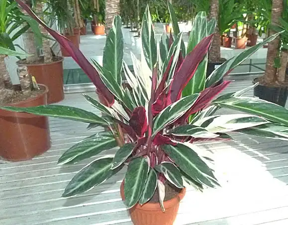 calathea_triostar_P1050951.webp