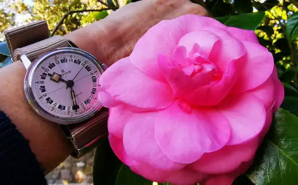 camelia.webp